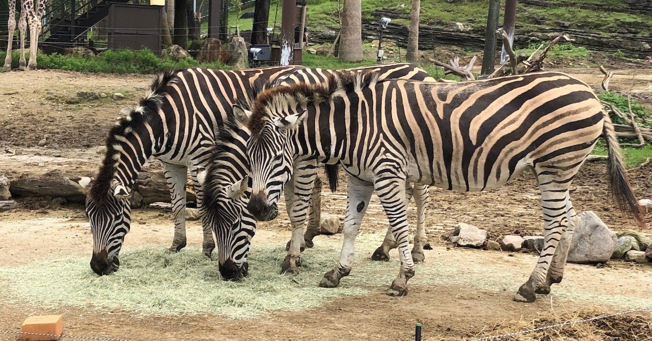 世界で注目される ゼブラ とは アンチ ユニコーンから生まれた経営スタイル Tokyo Zebras Unite Note