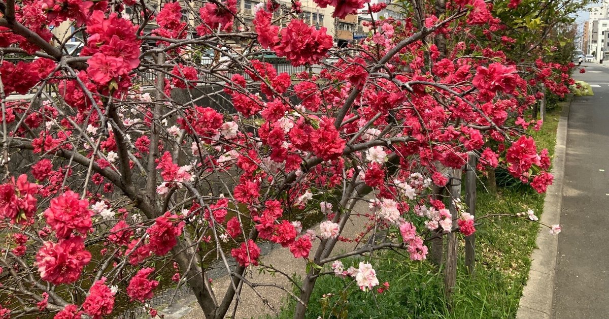 桜の花 花 桜の木 - Pixabayの無料写真