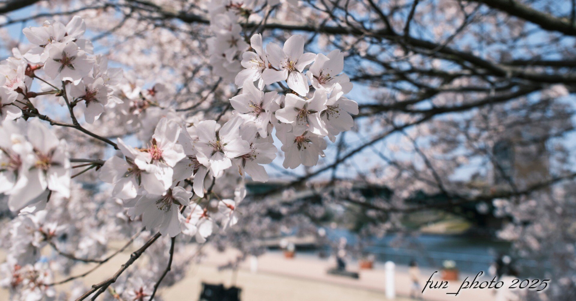 桜とCLASSIC NEGATIVE X-T5｜fun_photo