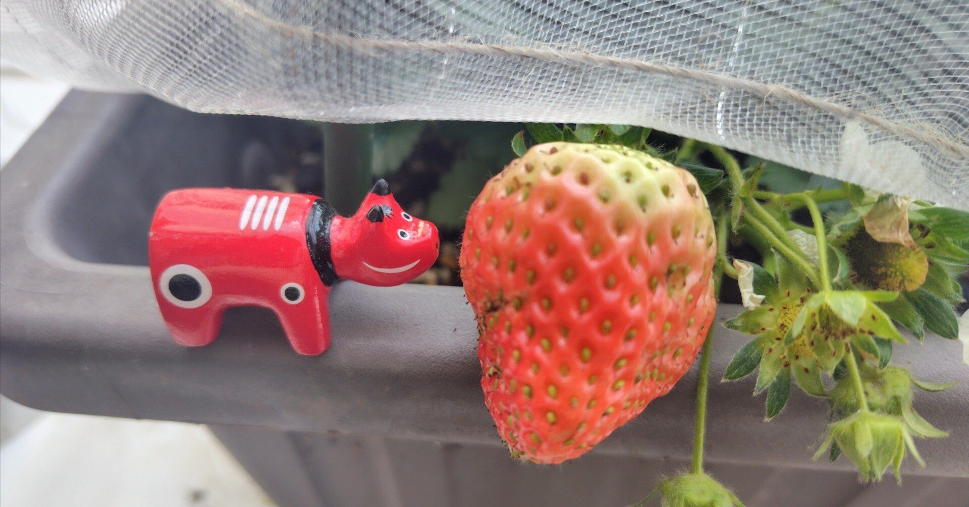 イチゴ　２点おまとめ いちこ ①苺 いちご adidas ZX 8000