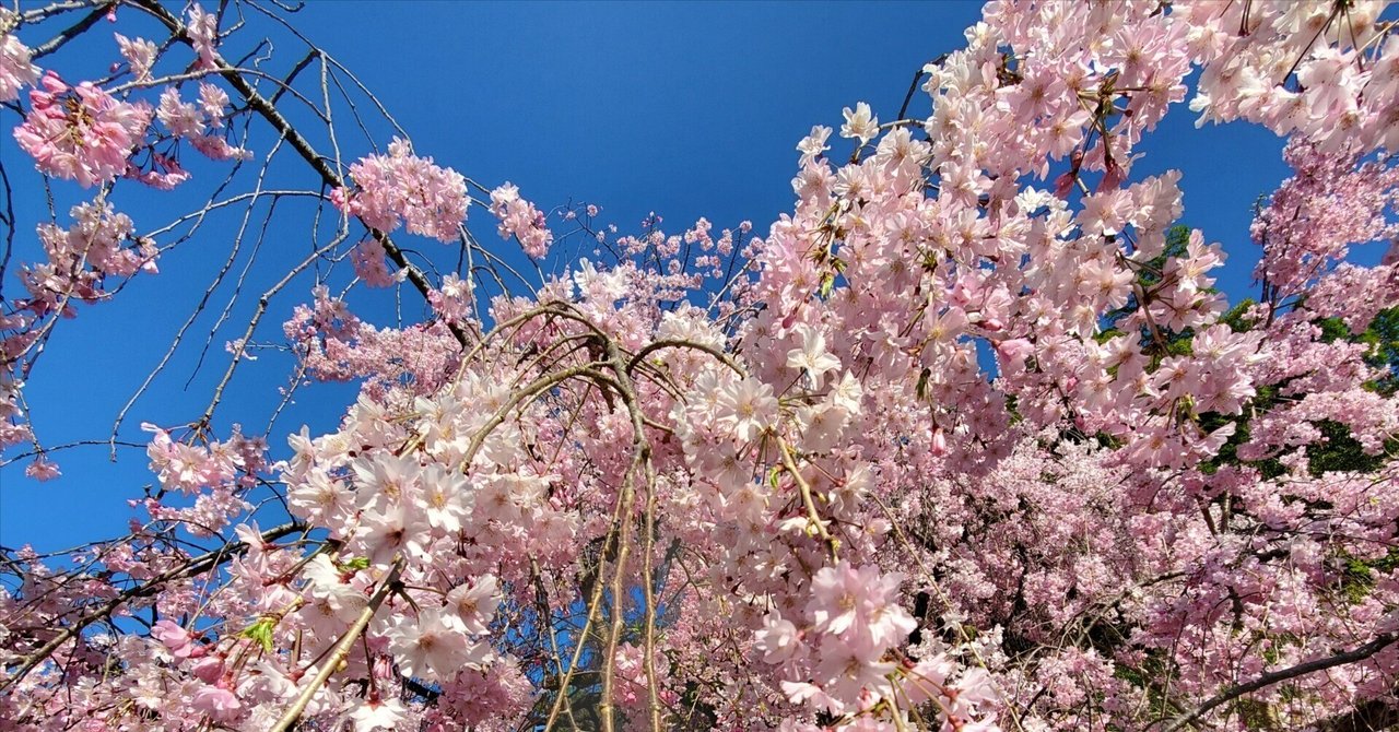 250412 桜吹雪京都花の山巡礼|3Q 250412 桜吹雪京都花の山巡礼|3Q
