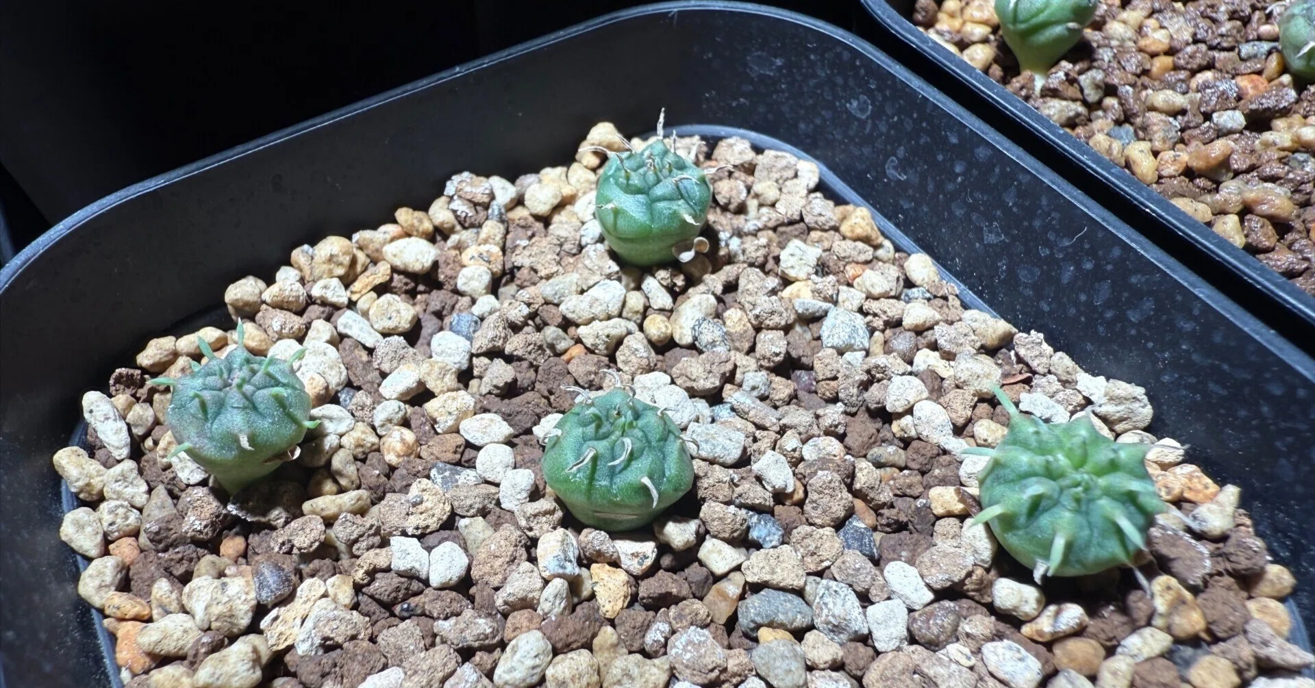 三本線赤玉土使用】アガベ・塊根植物用土「小粒」 20㍑ コーデックス培養土