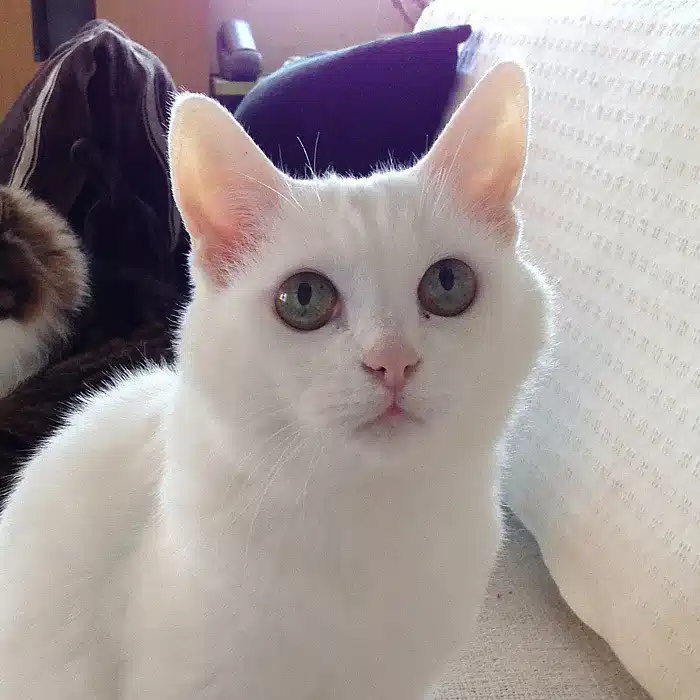 MONTAN