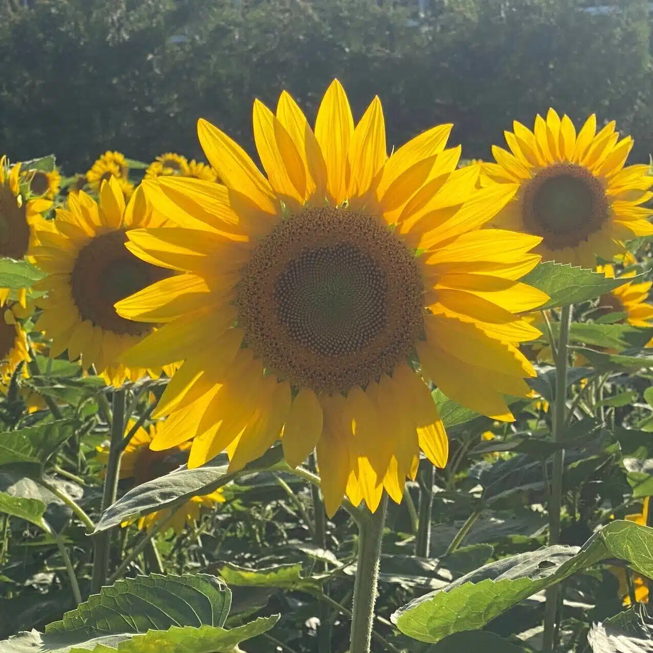 Girasole