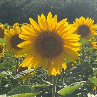 Girasole
