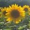 Girasole