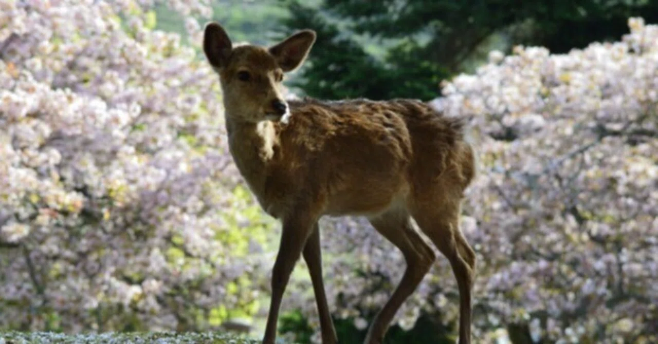 戦前の和本「古梅園墨談」と、奈良三笠山の鹿の写真をセットで 本日の奈良三笠山（若草山）春日山と今夜の月（写真）【百人百色】｜見