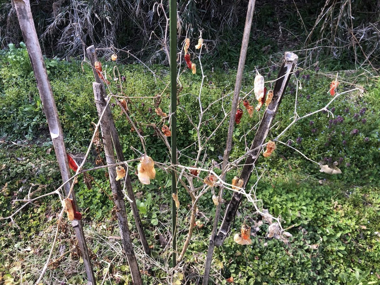 発芽と種とり｜MUNA_FARM 無農薬自給自足