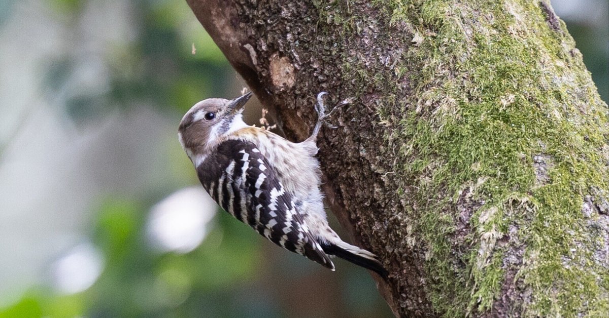 桜色から躑躅色に変わる公園を望遠で切り取りました｜真木隆司