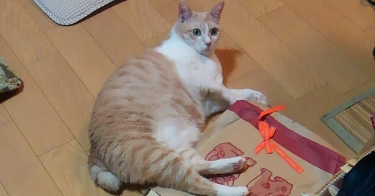 16歳の茶トラ猫と短い尻尾｜皮肉屋ジョー🎭世の中まぜるな危険