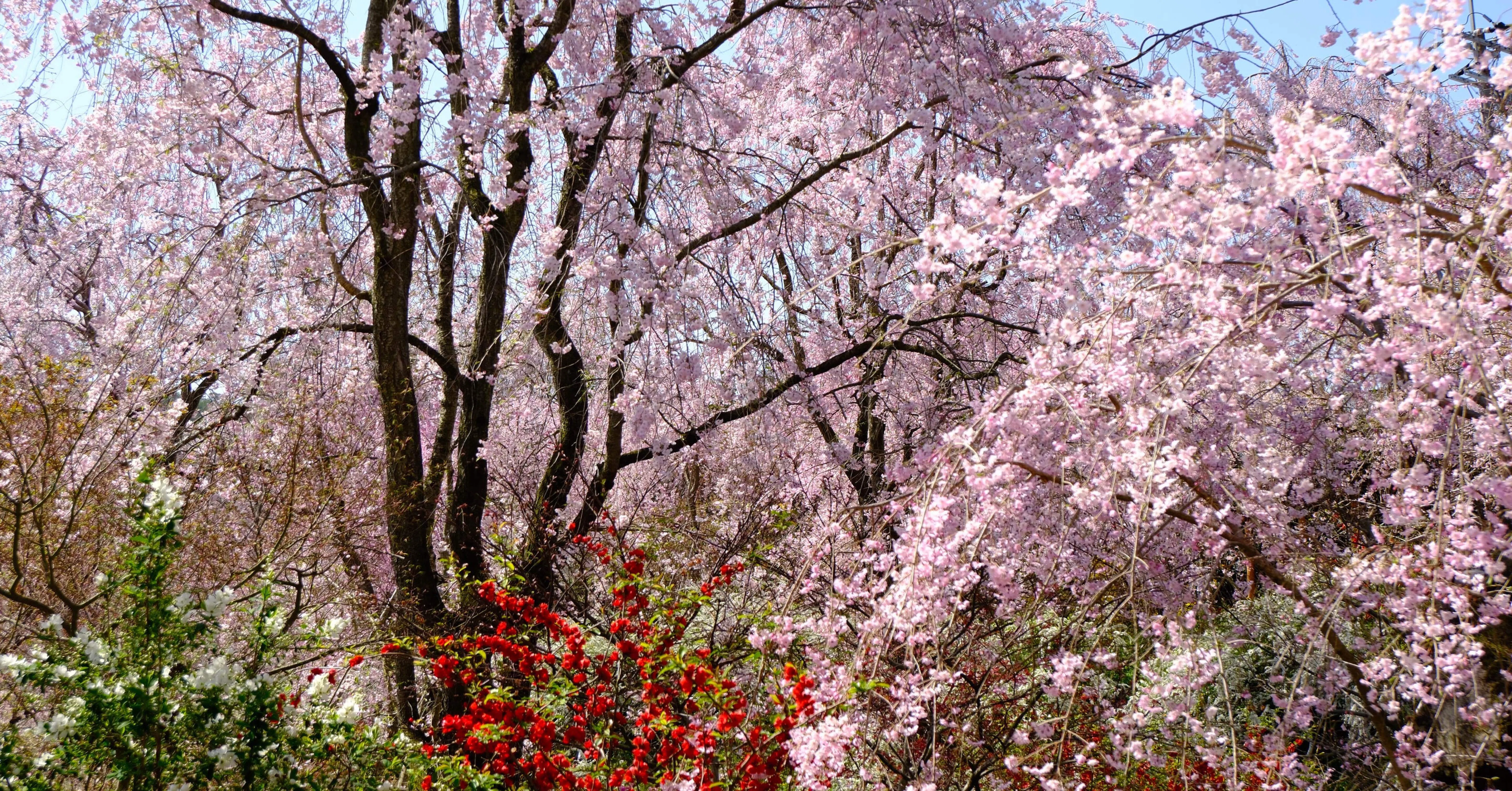 桜の楽園 原谷苑へー10年越しの片想いー｜M.M
