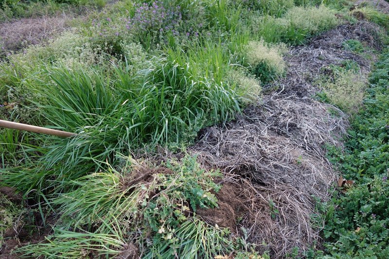 家庭菜園ブログを初心者向けに始めたきっかけ 庭の土作りから もぐみん 家庭菜園研究家 Note 家庭菜園ブログを初心者向けに始めたきっかけ 庭の土作りから もぐみん 家庭菜園研究家 Note