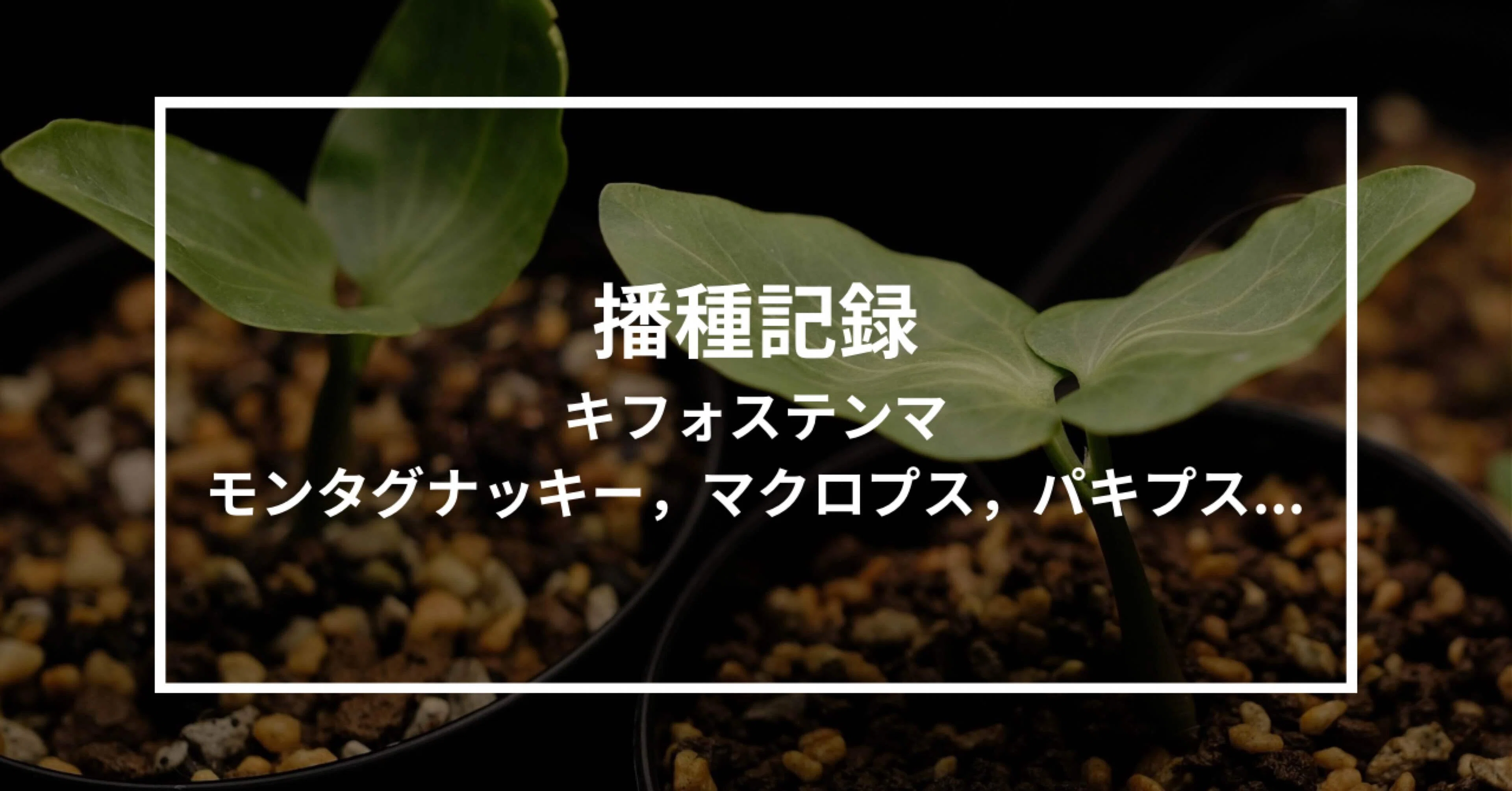 キフォステンマモンタグナッキー 現地球 発根済 【公式通販】