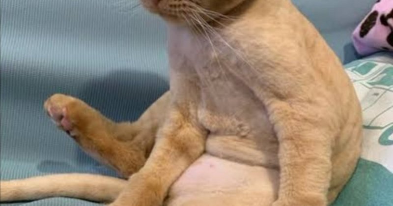 猫の天気予報 Sweet Girl Note 猫の天気予報 Sweet Girl Note