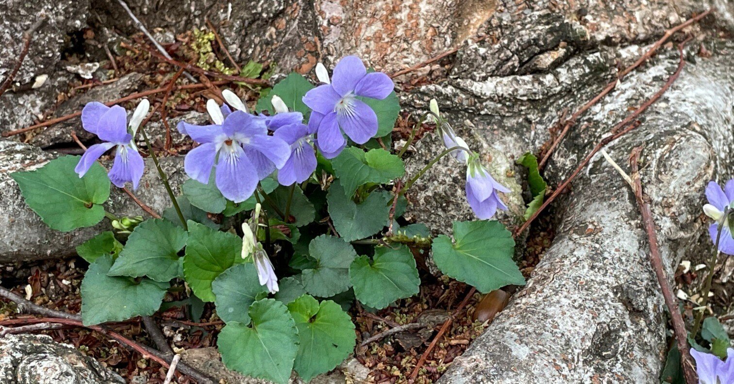 私の美意識の原点：足元に咲く野花たち｜春の野草図鑑 in 砧公園