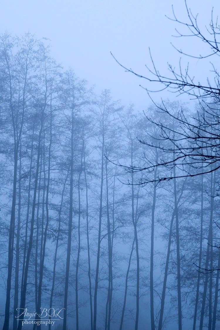 雪が降らない代わり、このところ連日のように霧がかかるので、霧深い森を散歩してみた。