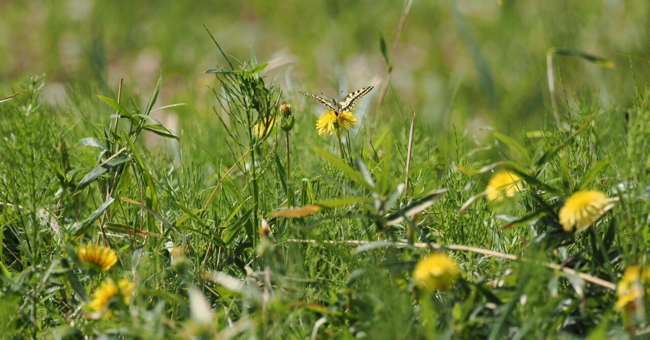 虫嫌いを克服させる千本ノック 192本目 キアゲハ（黄揚羽蝶）の春型の