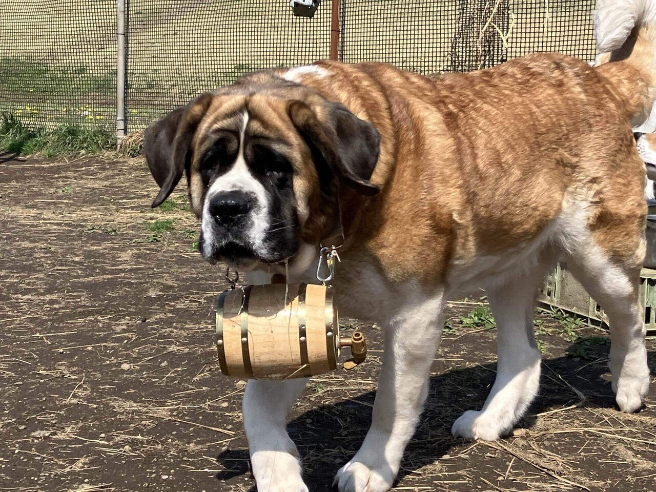 ボーダーコリーの事情 #33 】粋なセントバーナード｜アルバ