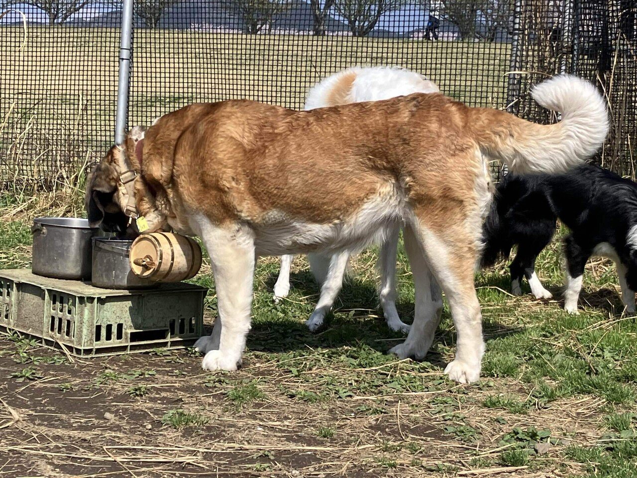 ボーダーコリーの事情 #33 】粋なセントバーナード｜アルバ