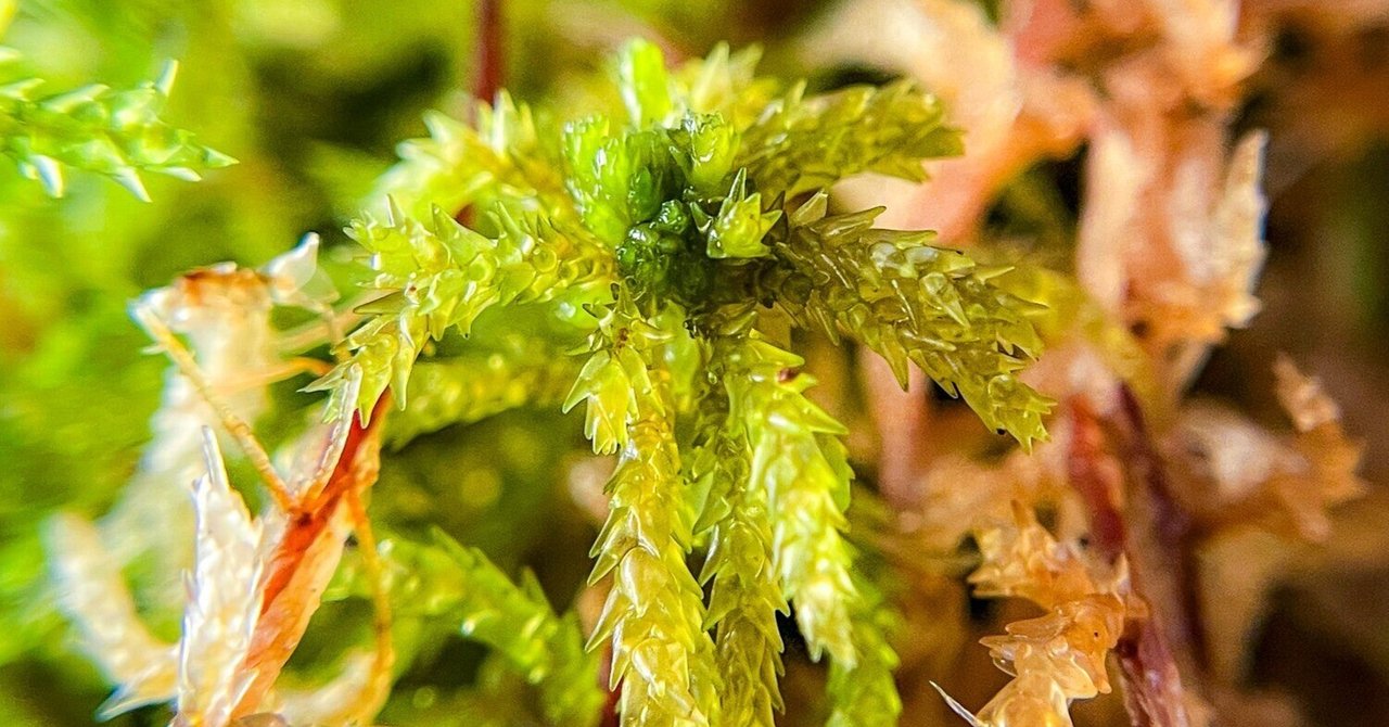 生水苔はいいぞ / 生水苔のストック、管理方法など｜Az🐀