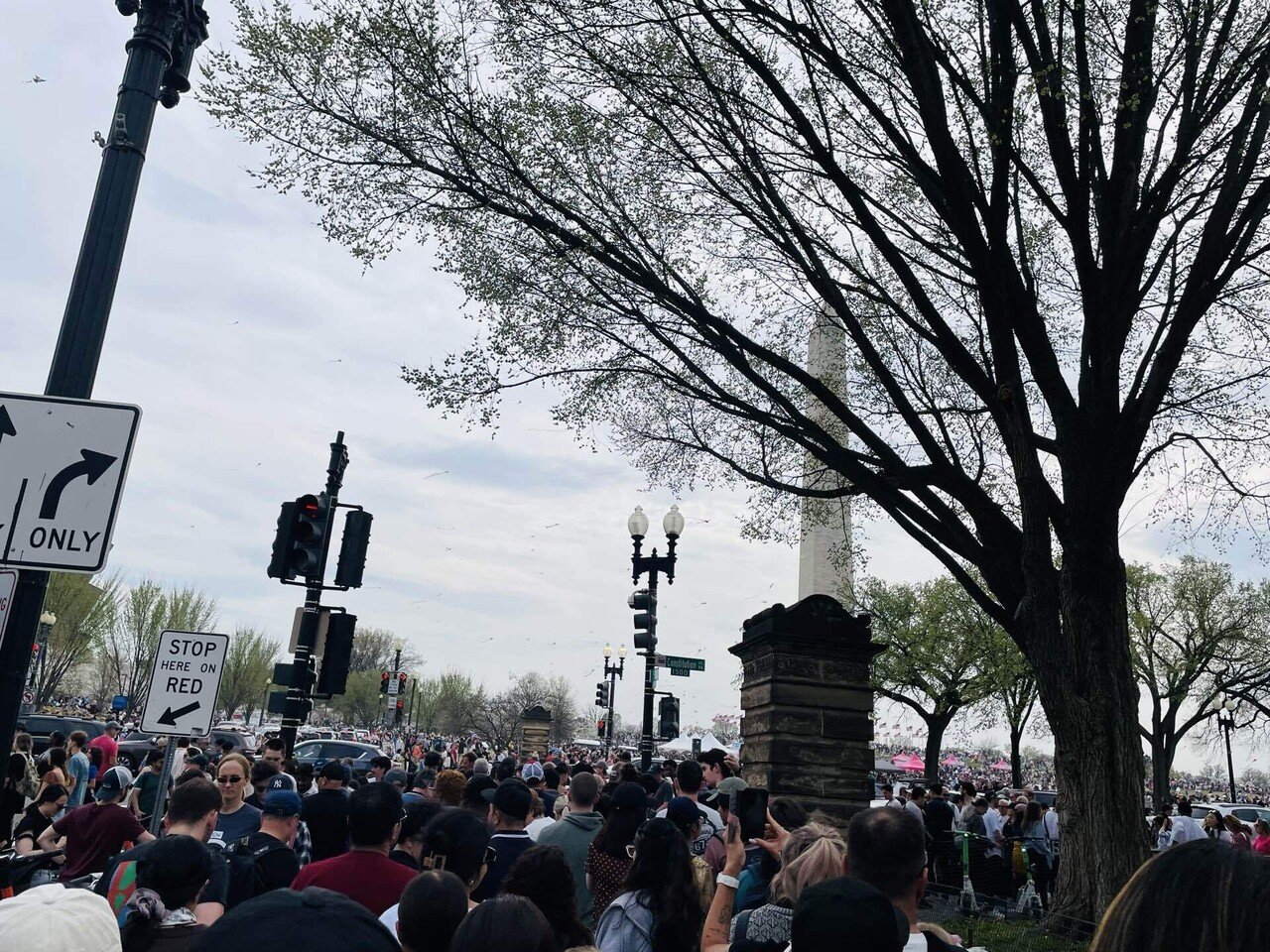 旅行記】ワシントンD.C. 満開の桜｜ののこ｜アメリカ暮らし