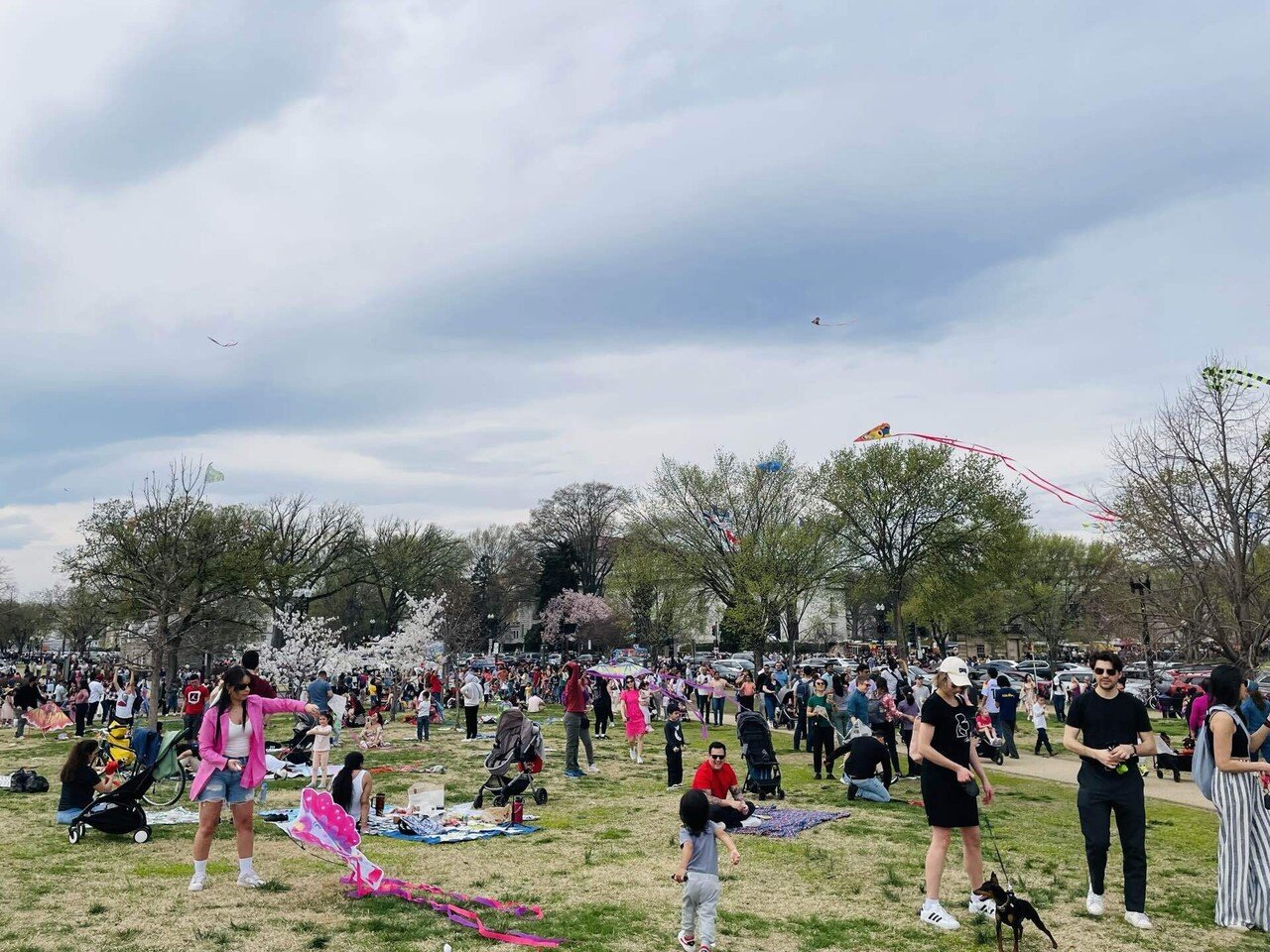 旅行記】ワシントンD.C. 満開の桜｜ののこ｜アメリカ暮らし