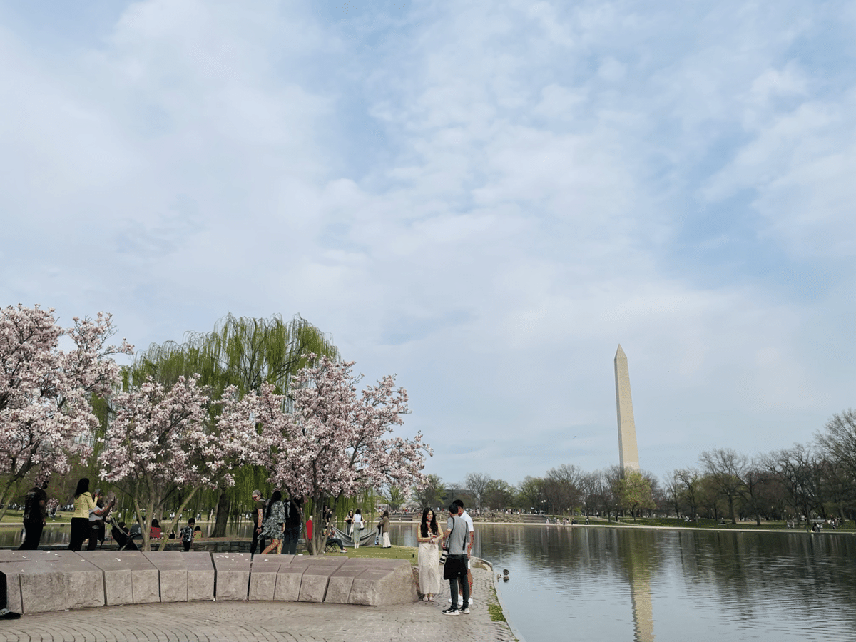 旅行記】ワシントンD.C. 満開の桜｜ののこ｜アメリカ暮らし