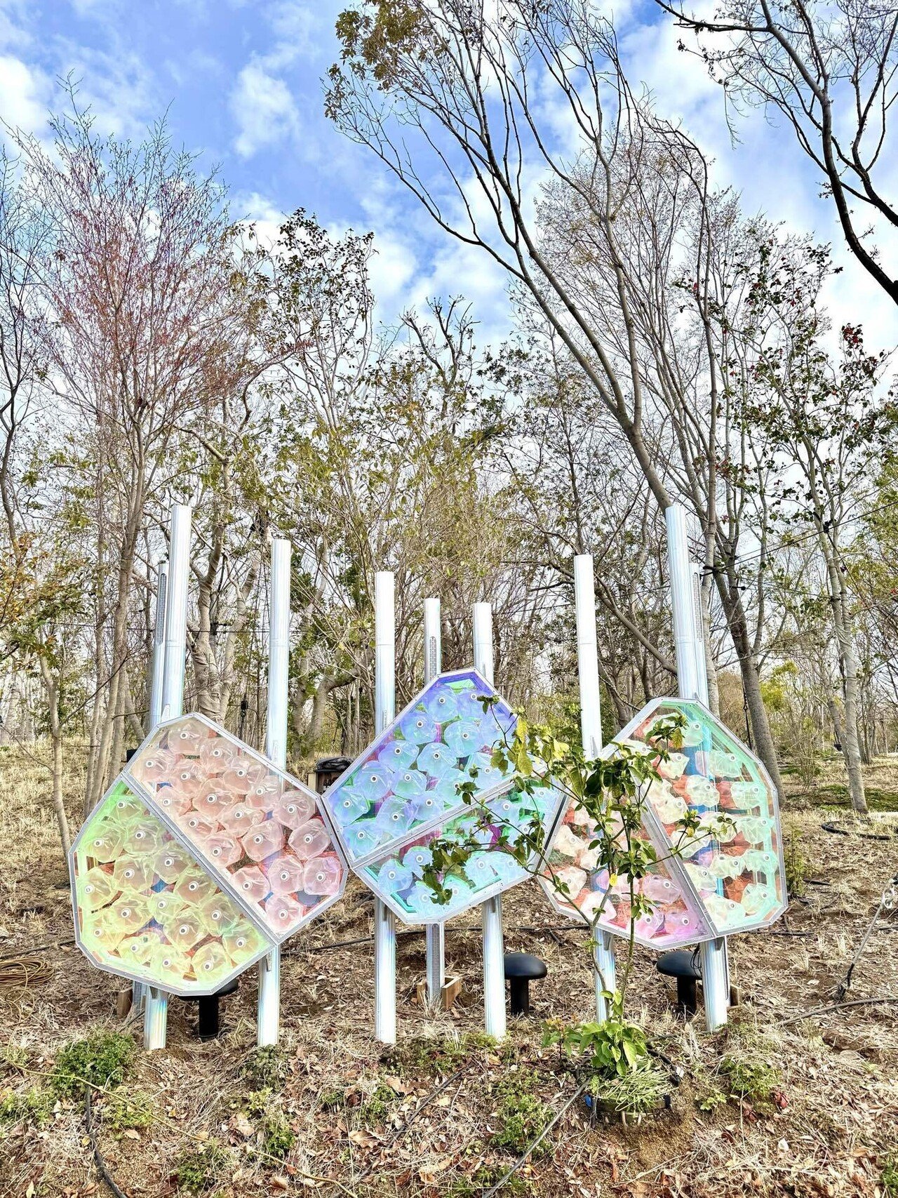 未来につながる森 [EXPO2025 静けさの森 アートプロジェクト]｜宮田裕章