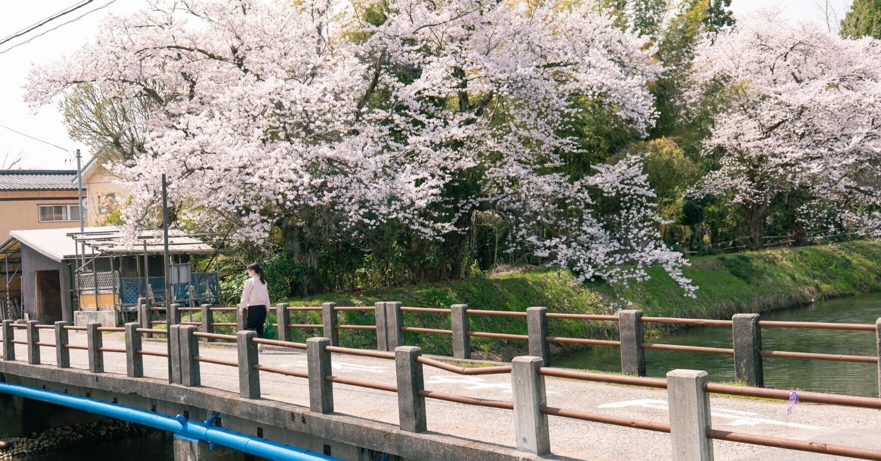 LUMIXS9】地元の桜を見に行こう｜オレソト/あした俺は外に出る