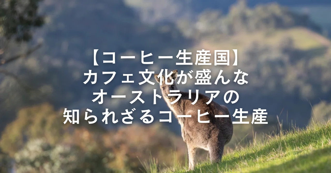 2025年産 コーヒー生豆 オーストラリア Creator Mountain 2025年産