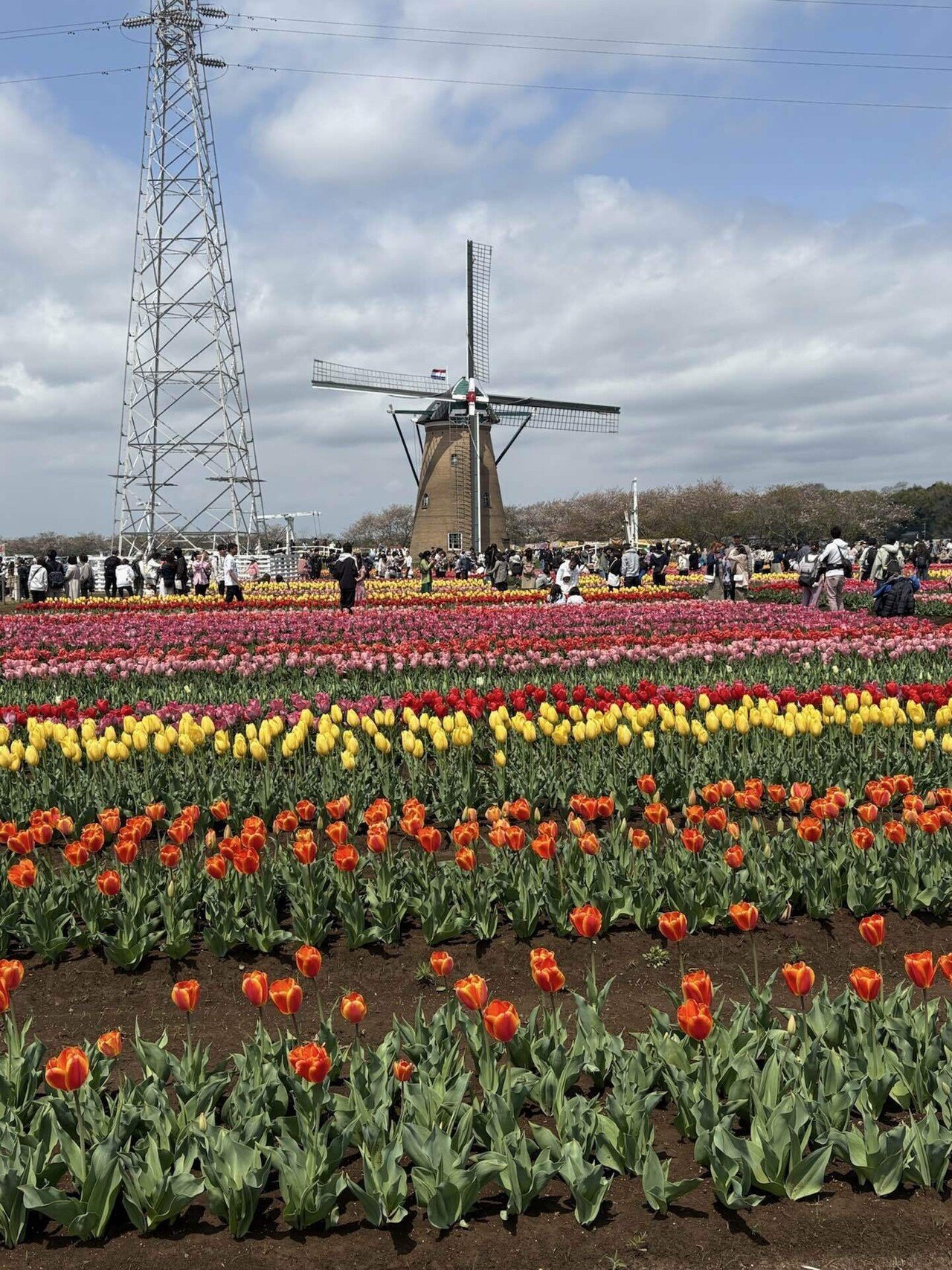 佐倉ふるさと広場のチューリップ畑をスケッチしました｜優風香(Yuuka)