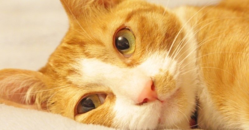 映画 キャッツ 感想 ２０２０年ワースト映画のトップはすでに決まったかもしれない ヒトウレビト note