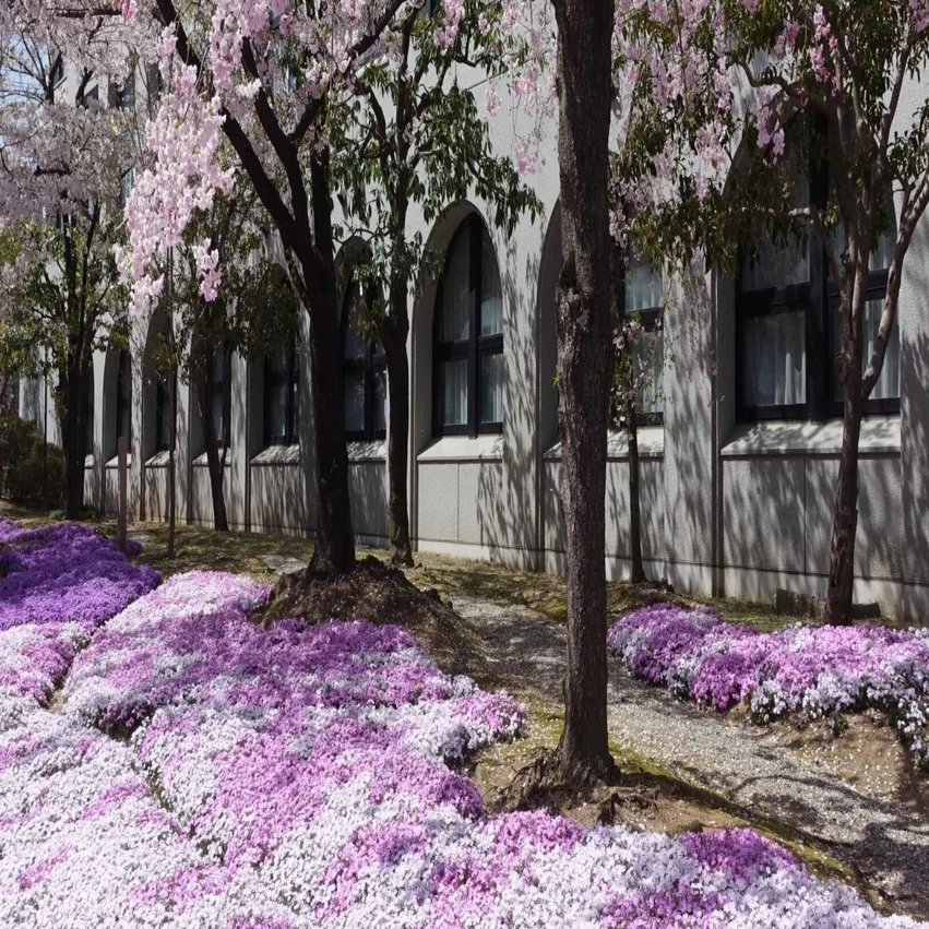 日仏交流、 桜花爛漫・燃えるシュルレアリスムへの恋｜man ray ist