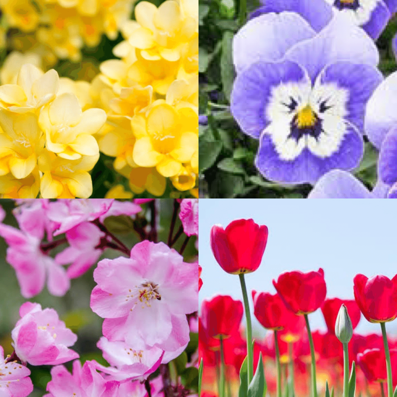 パーソナルカラースプリング メイクレッスン Mory Note