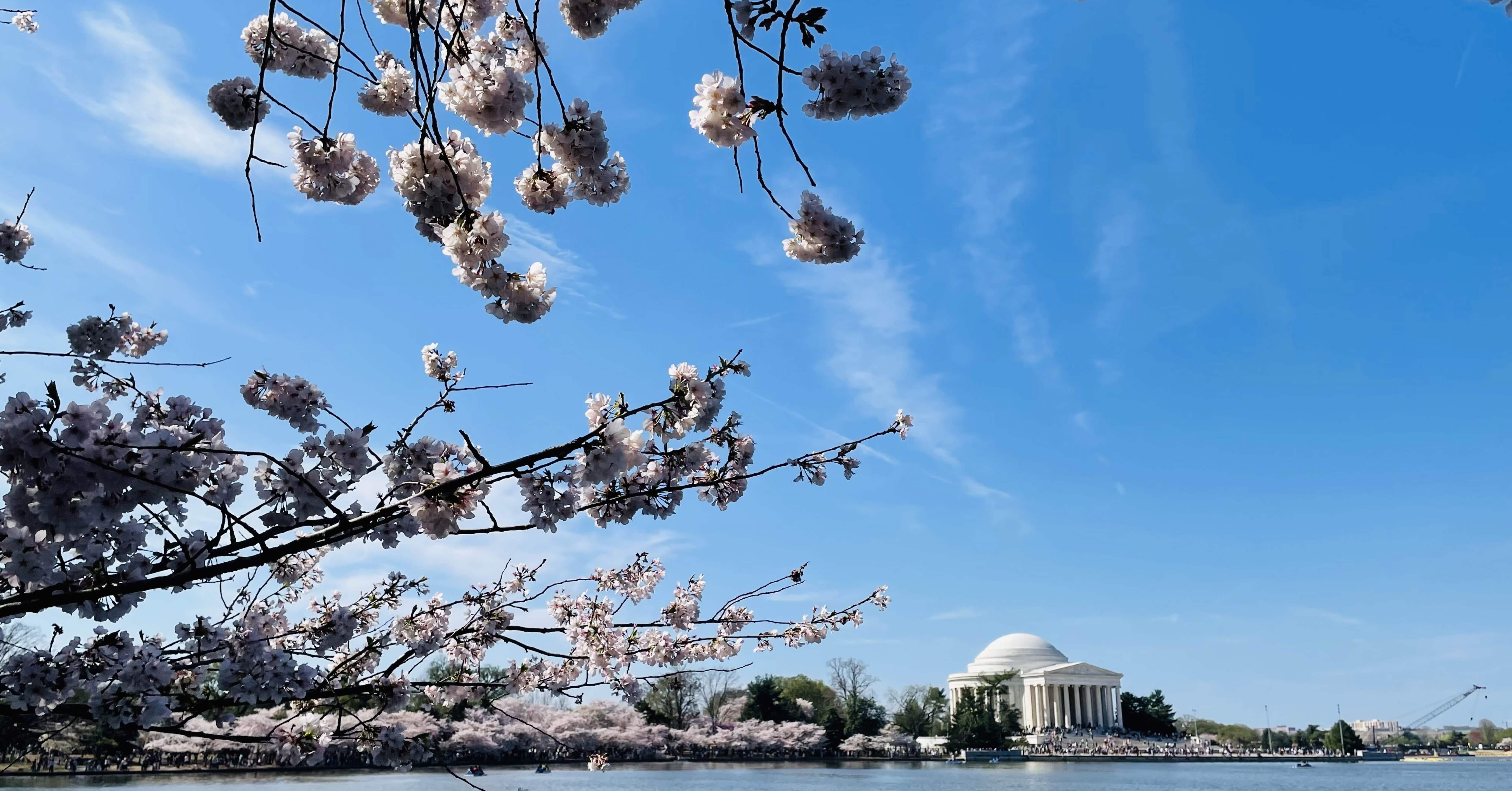 旅行記】ワシントンD.C. 満開の桜｜ののこ｜アメリカ暮らし
