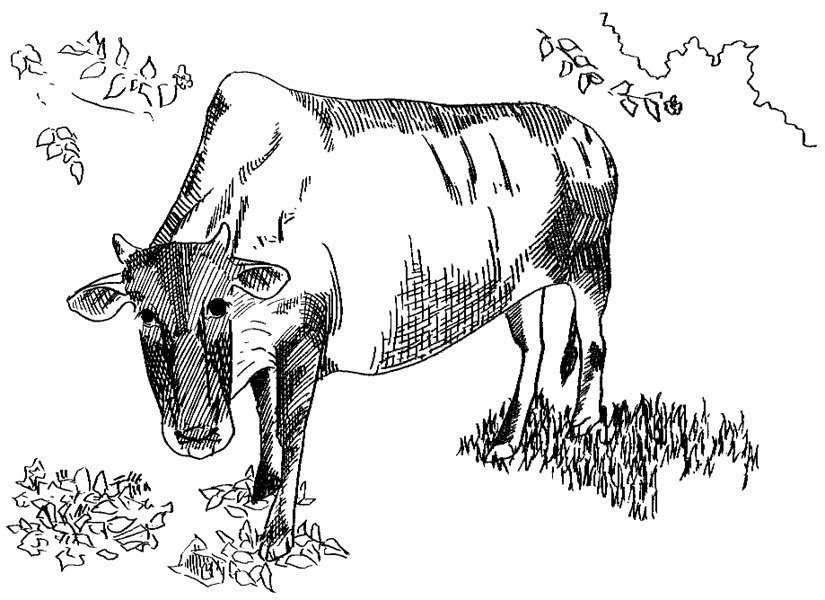 インドの牛 昔インドに行った時のイラスト 柳井 政和 Note