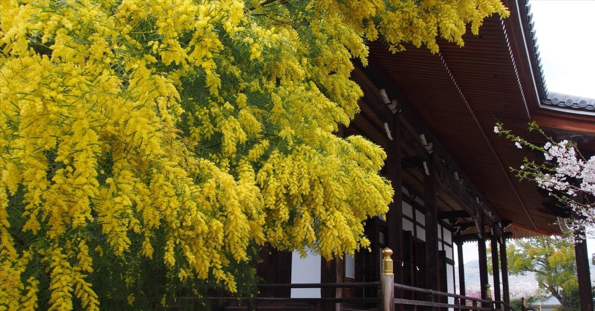 宝塚市 毫攝寺2025年4月7日【ミモザ,桜】｜レタス