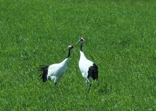 第7回 野鳥の季語 翆野 大地 Note 第7回 野鳥の季語 翆野 大地 Note