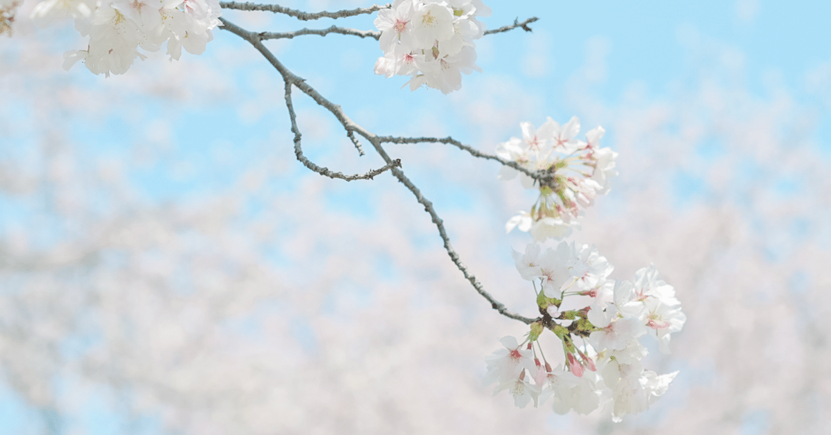 スーパーセール タイムセール 時間 写真】Nikon Zfcキットレンズとオールドレンズで桜撮影｜つきよい アート・デザイン・音楽