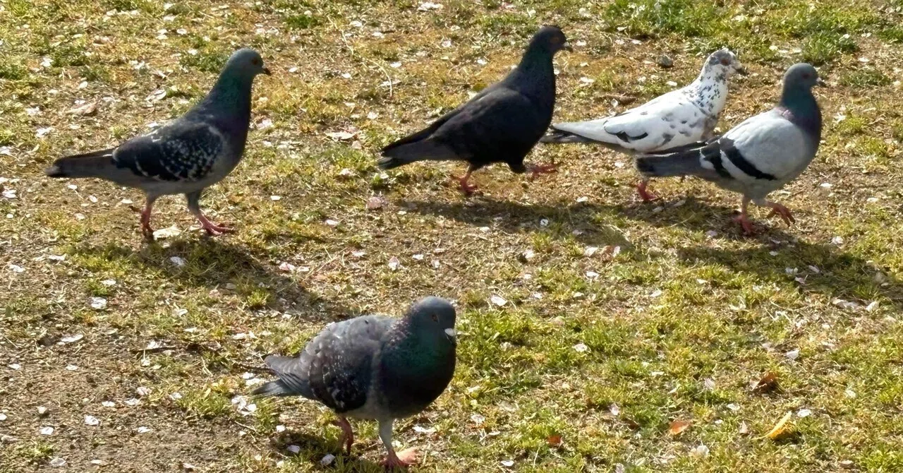 鳩ページ10/3まで 十鳩十色(徒然日記)｜いろ