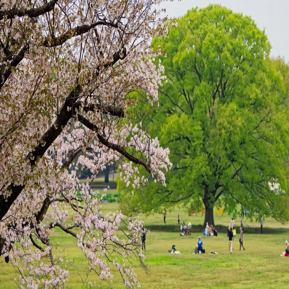 花が満開の昭和記念公園（その2）桜の園〜渓流広場前まで｜よすけ