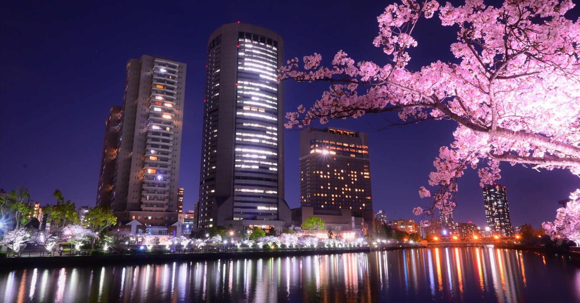 Z50IIで撮る vol.1「都市×夜桜」全8枚｜ねこ