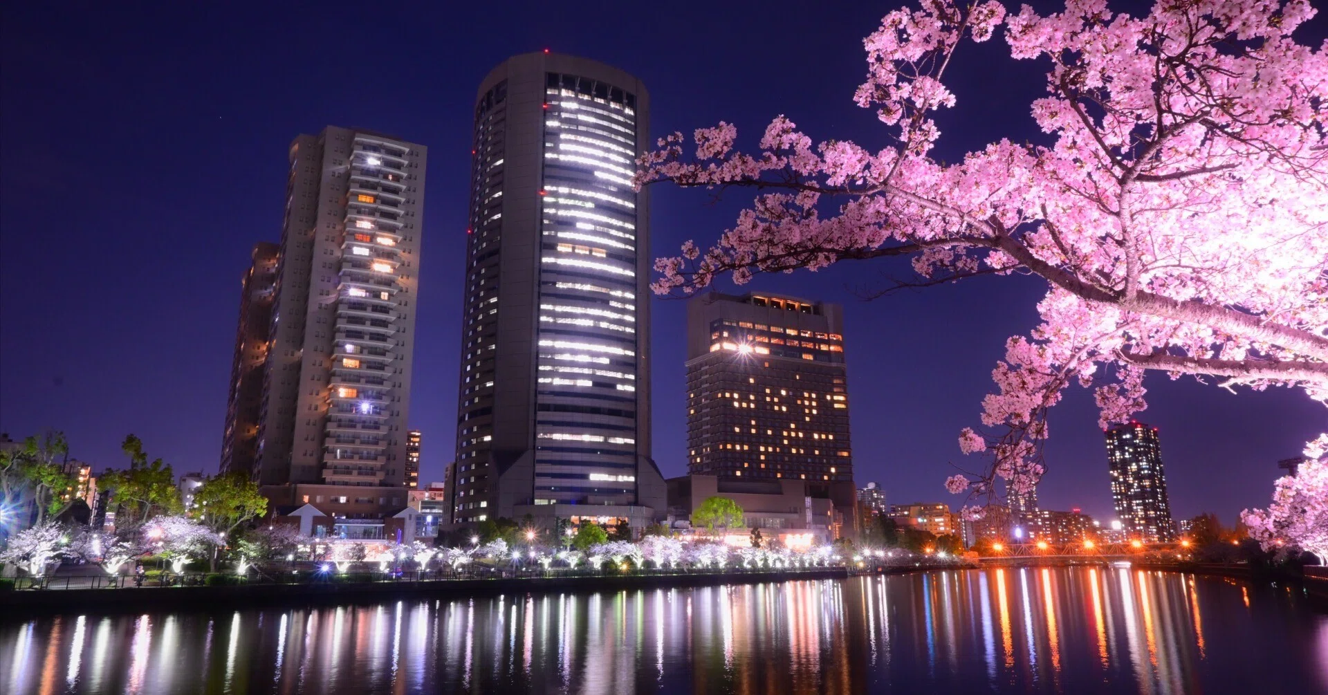 Z50IIで撮る vol.1「都市×夜桜」全8枚｜ねこ
