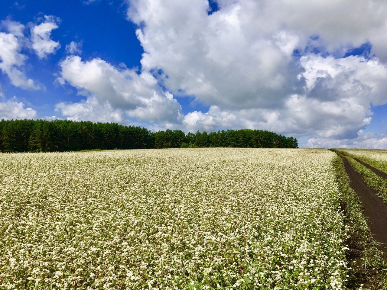 ソ連を憎み娘を愛した男 ニキータ ミハルコフの 太陽に灼かれて に始まる三部作 ドント ウォーリー Note