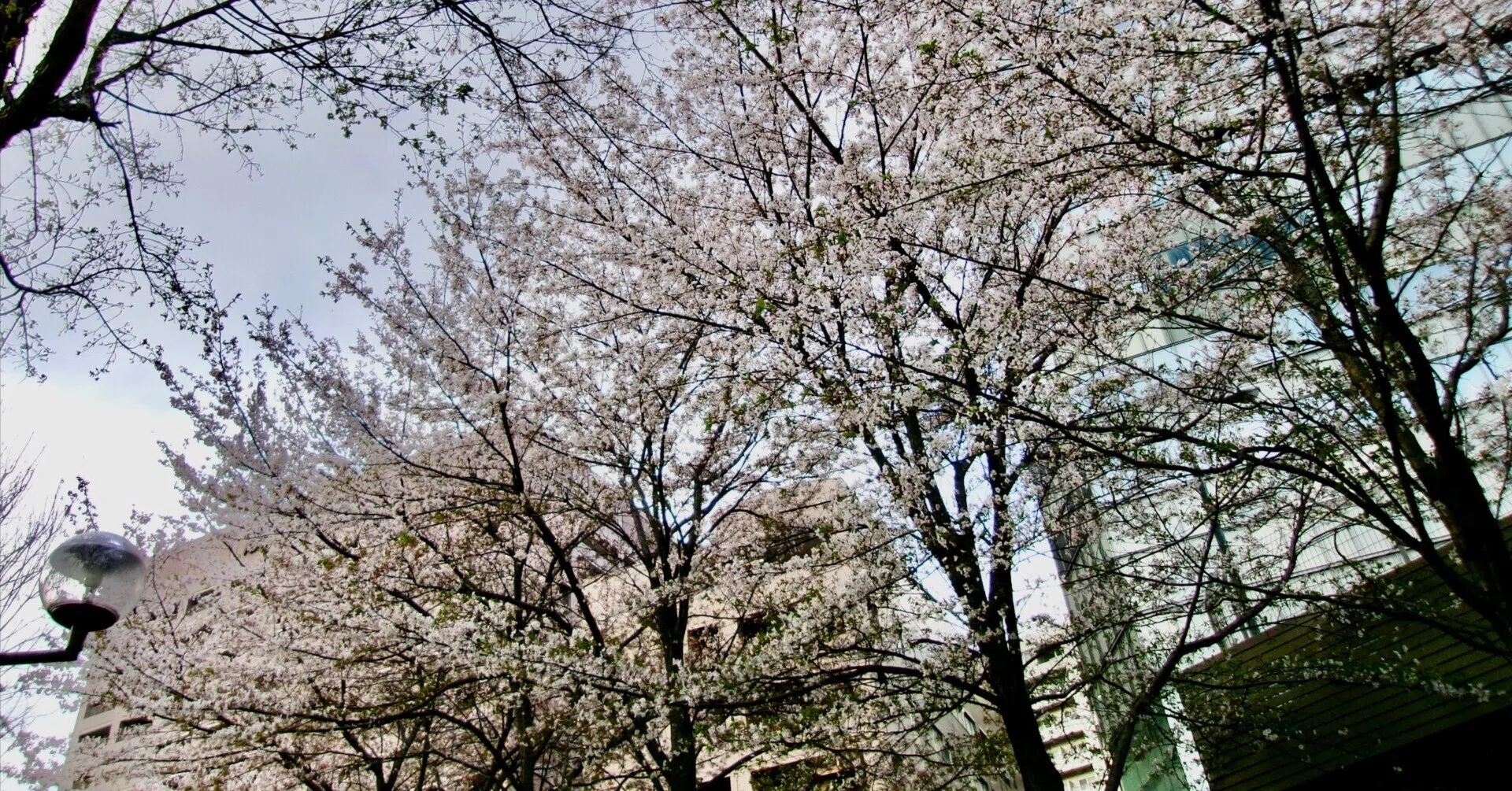 桜 吹雪 と は