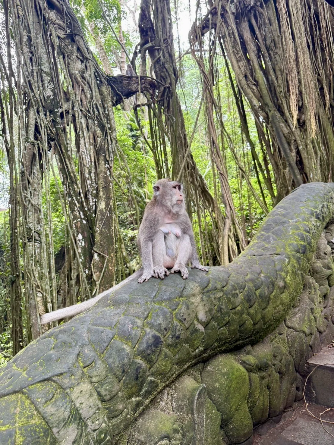 バリ島編#3｜ウブド② サルにひっかかれ、空に吊るされる🐒🪂 ｜❊モブ