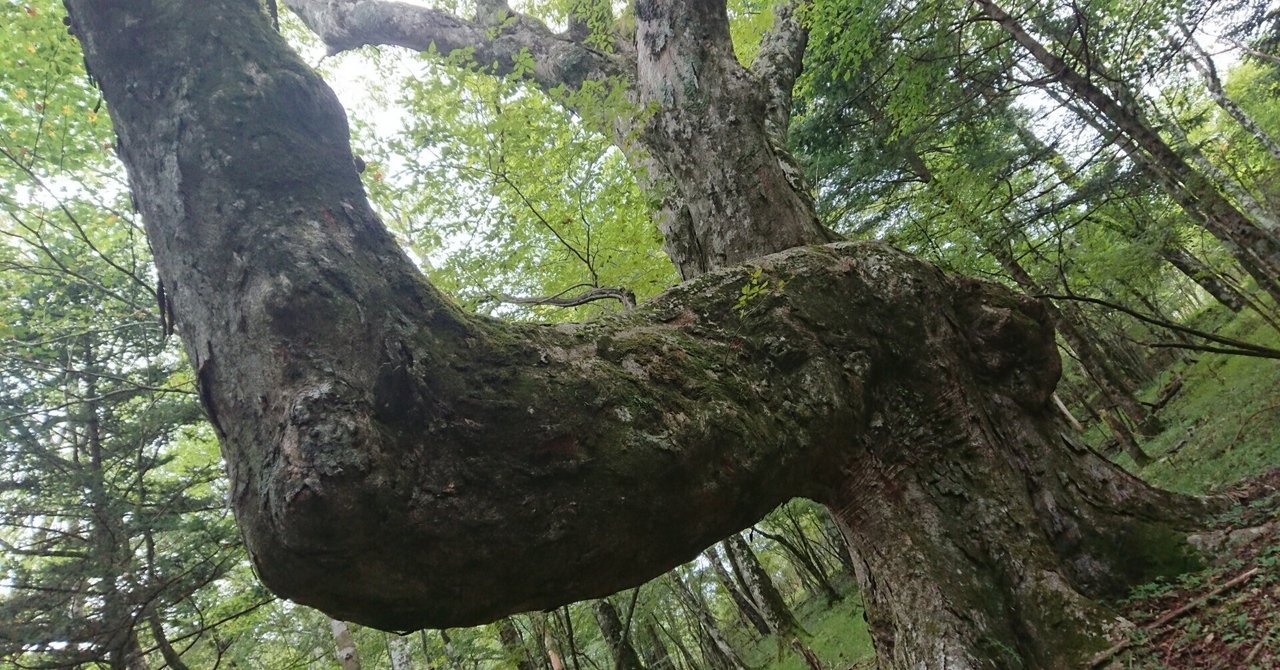 樹木という生命｜岩崎 仁【富士山ネイチャーツアーズ】