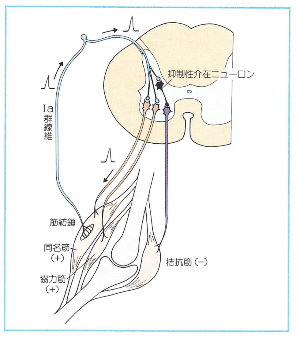 14. Ⅰa抑制/Ⅰb抑制/反回抑制｜とも| 臨床設計note