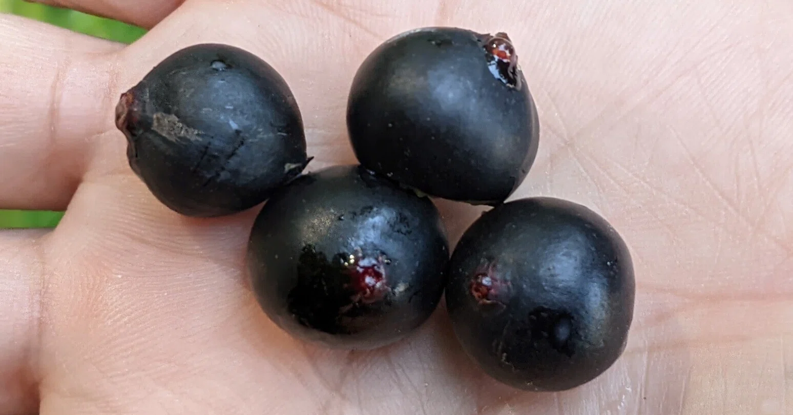 イヌビワは食べられる？食べる際の注意点について｜sanauwoさん