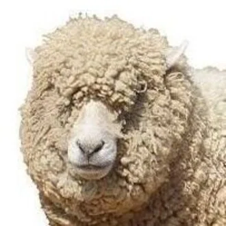 ＊WOOL＊｜note
